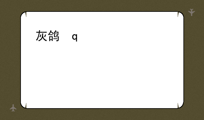 灰鸽子2020